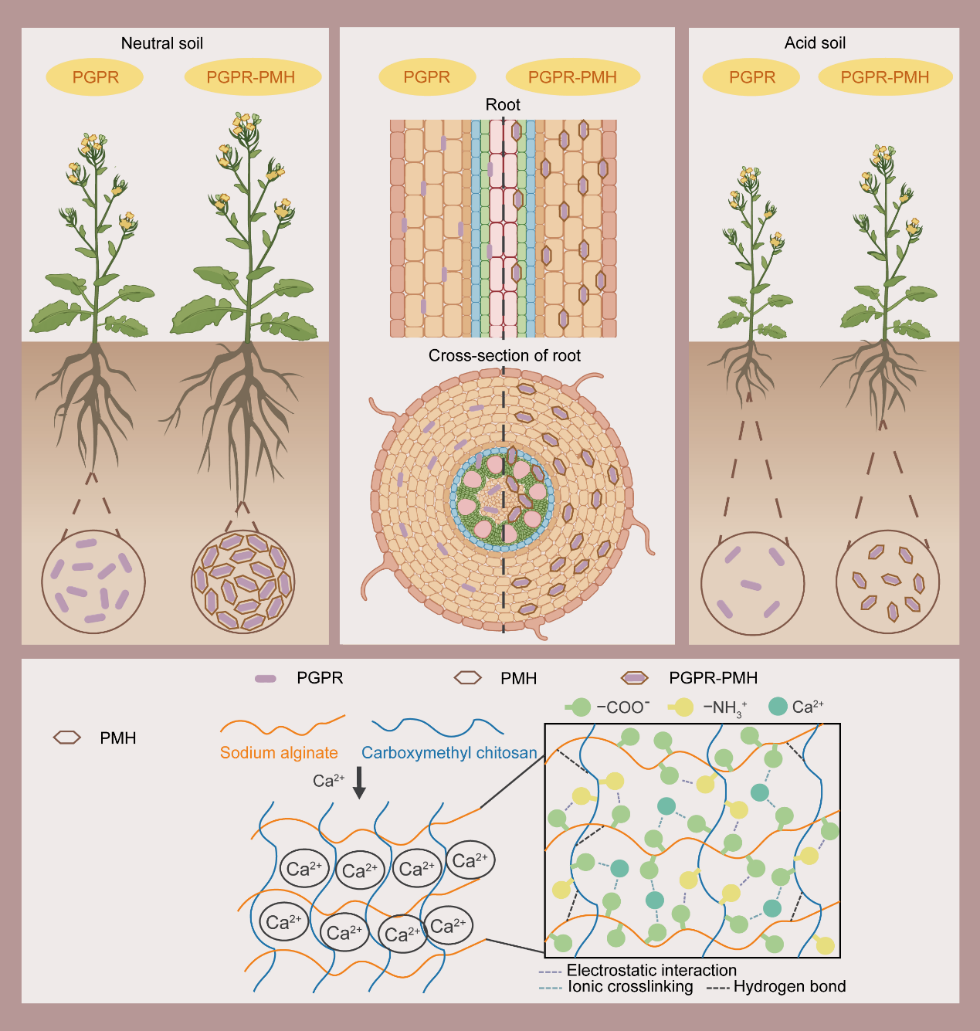 文件名称:成果图1.png原图大小:0.40MB