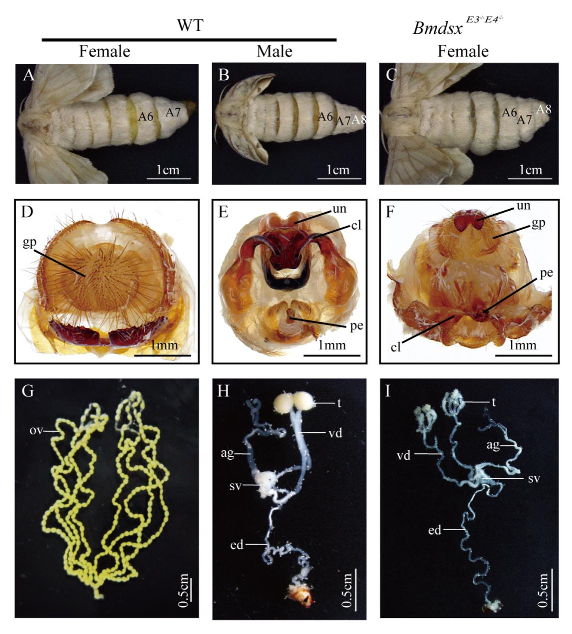 文件名称:家蚕图片2.jpg原图大小:0.17MB