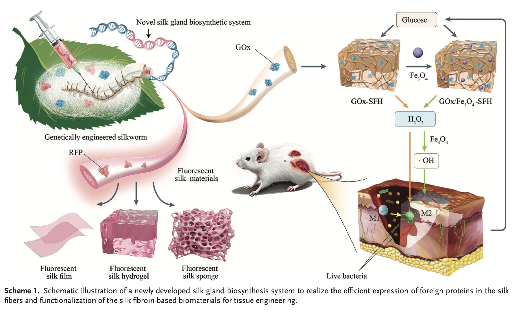 文件名称:图2 新丝腺生物合成系统实现外源蛋白的高效表达以及丝素生物材料的功能化示意图.png原图大小:2.24MB
